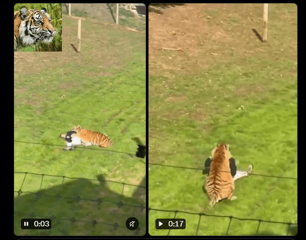 Altai Tiger.png