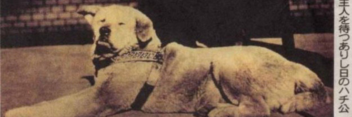 What Is Hachiko (HACHI)