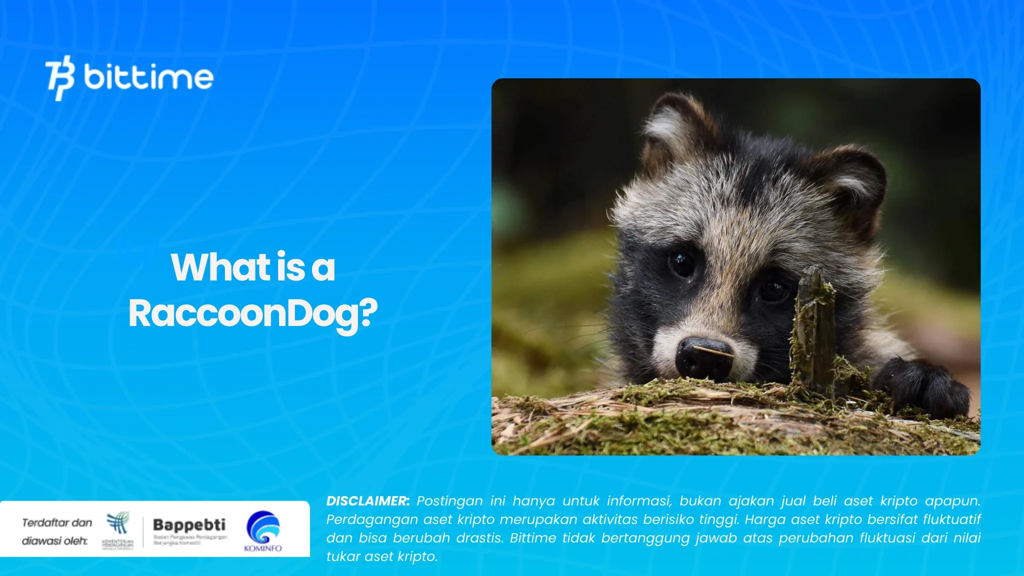 Apa Itu RaccoonDog (1).webp