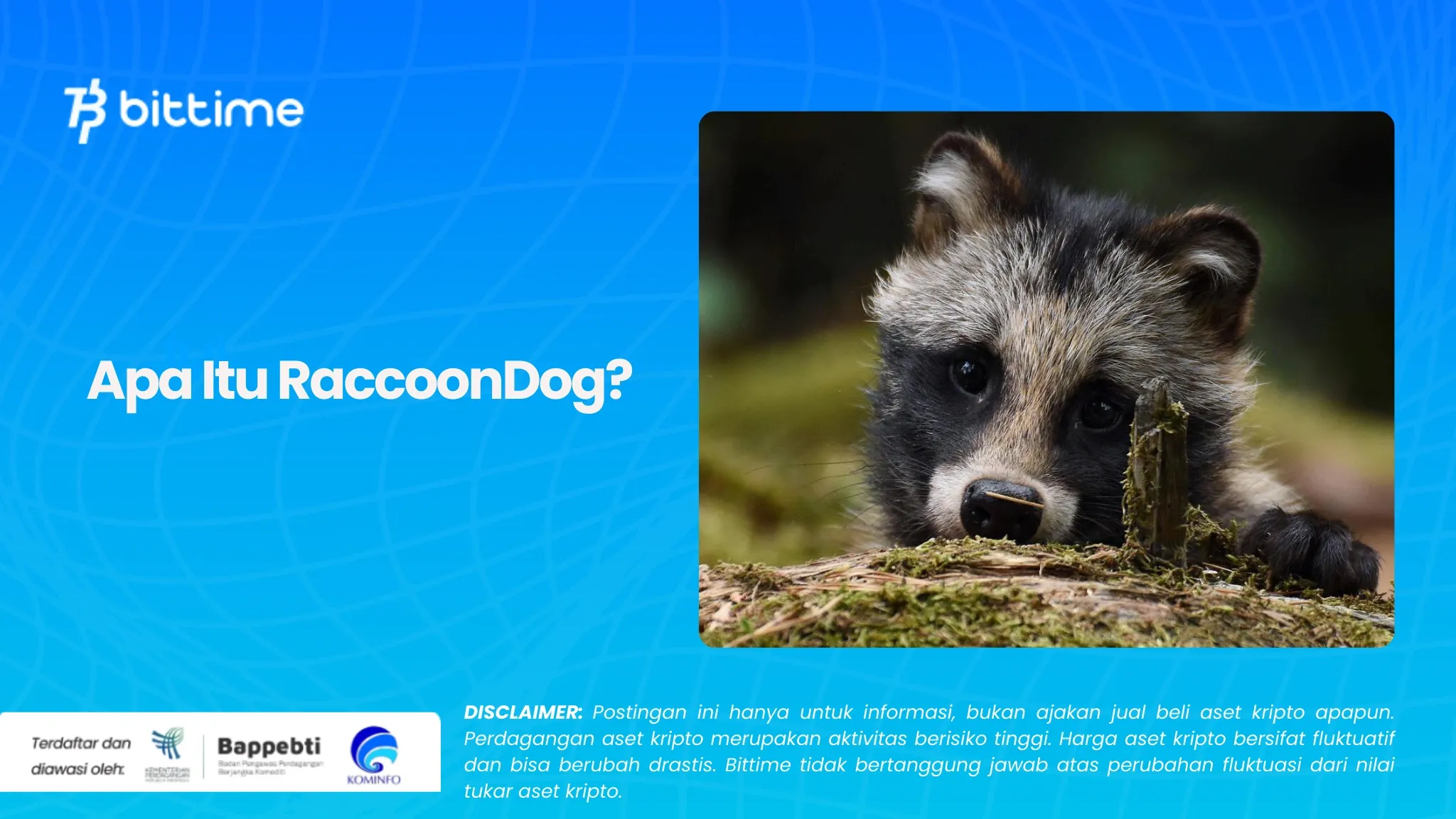 Apa Itu RaccoonDog.webp