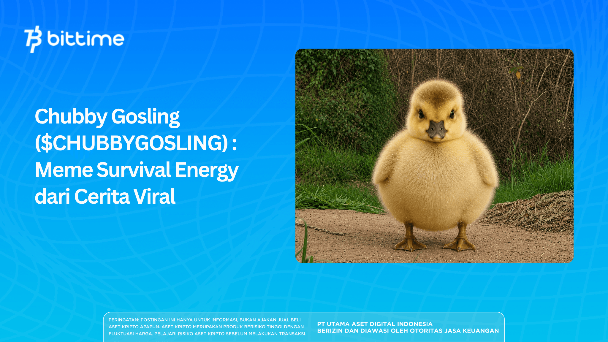 Chubby Gosling ($CHUBBYGOSLING) : Meme Survival Energy dari Cerita Viral