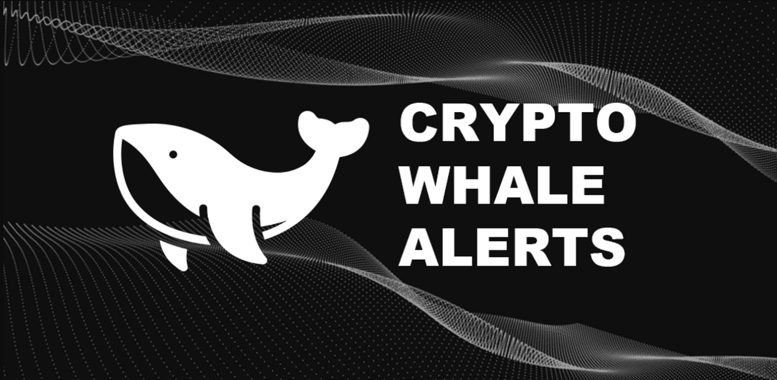 whale alert adalah